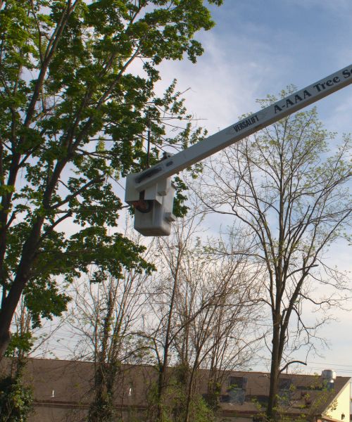 A member of the A-AAA Tree Service team pruning a tree from a bucket truck in the Greater Baltimore Area.