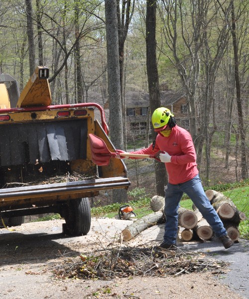 A-AAA-Website-home-section-crew-spade-chipper A member of the A-AAA Tree Service team loading debris into a wood chipper during a tree removal job in the Greater Baltimore Area.