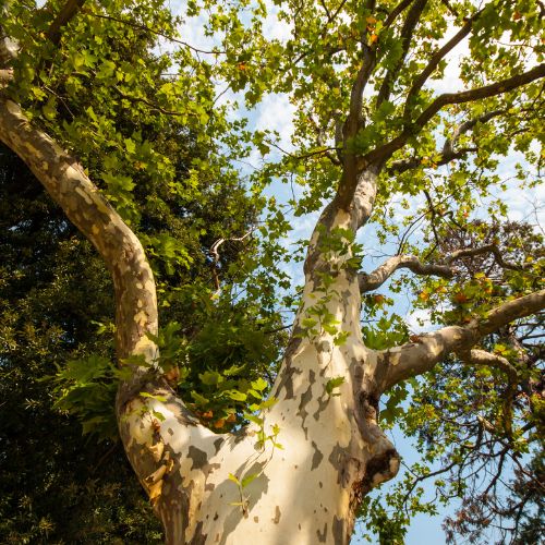 A-AAA-Website-inventory-american-sycamore An American sycamore tree on a sunny day in the Greater Baltimore Area.