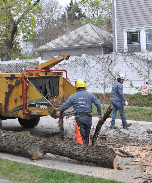 A-AAA-Website-local-page-ellicott-section-chipper-debris-crew Two members of the A-AAA Tree Service team loading debris into the wood chipper during a tree removal job in the Greater Baltimore Area.