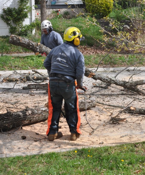 A-AAA-Website-local-page-kingsville-section-two-guys-cleanup Two members of the A-AAA Tree Service team carrying a branch during a tree removal job in the Greater Baltimore Area.