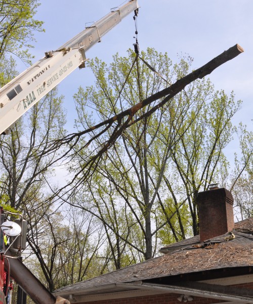 A-AAA-Website-local-page-roland-section-log-crane-house The A-AAA Tree Service crane lifts a cut section of a tree over a house during tree removal in Roland Park, MD.