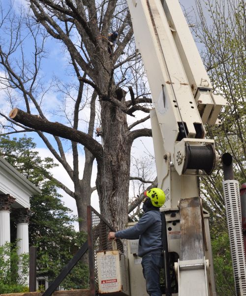 A member of the A-AAA Tree Service team operating a crane to remove a dead tree in the Greater Baltimore Area.