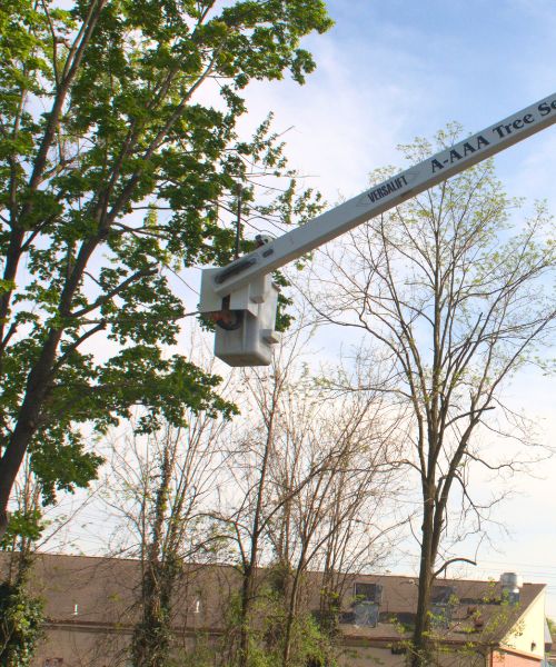 A-AAA-Website-trimming-section-man-bucket-truck A member of the A-AAA Tree Service team trimming a tree from a bucket truck in the Greater Baltimore Area.