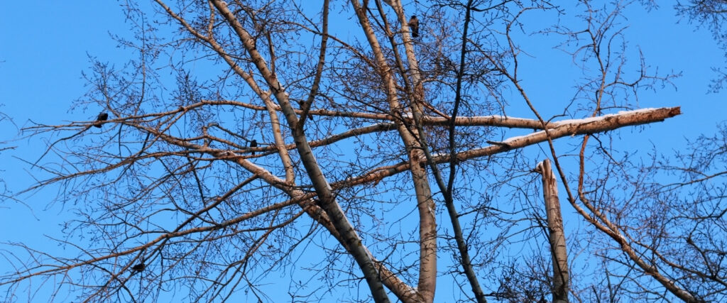 Dead elm branches on a tree showing signs that need immediate professional trimming in Baltimore County, MD.