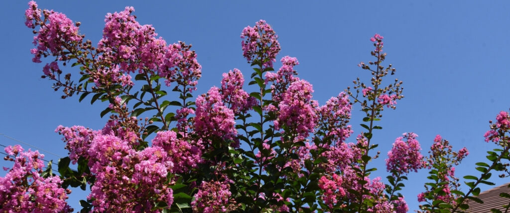 A mature crape myrtle tree displaying vibrant pink flowers in full summer bloom in a Baltimore County neighborhood.