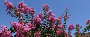 A mature crape myrtle tree displaying vibrant pink flowers in full summer bloom in a Baltimore County neighborhood.
