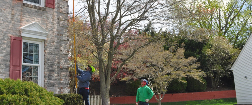 The A-AAA Tree Service team trimming a tree from the ground in Ellicott City, MD.