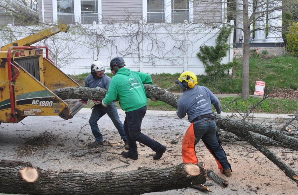 The grounds crew of A-AAA Tree Service feeding a large branch into a chipper after tree removal in Baltimore County, MD.