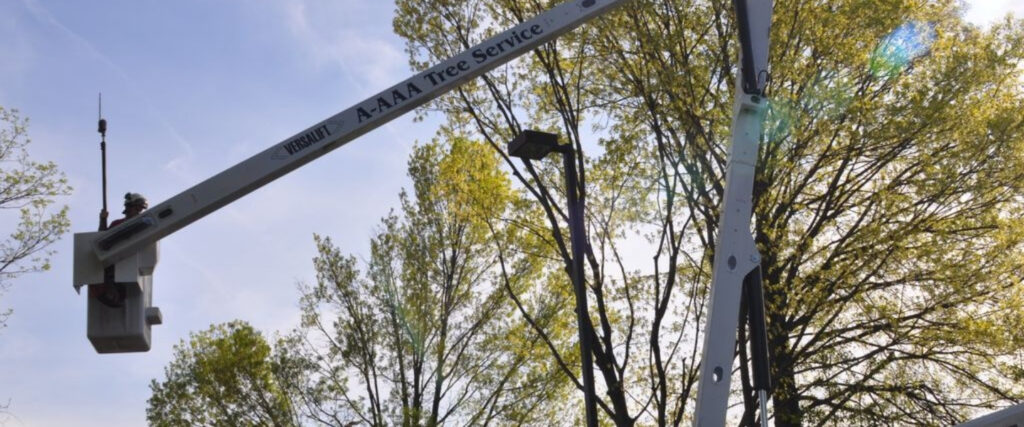 A Maryland Licensed Tree Expert from A-AAA Tree Service trimming a large oak tree in Roland Park, Baltimore, with bucket truck and safety equipment visible.