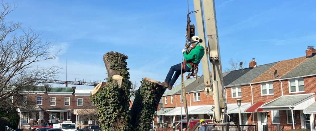 The A-AAA Tree Service crane removing large tree sections in tight space between Baltimore rowhouses while a team member coordinates from street level.