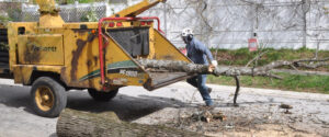 A member of the A-AAA Tree Service grounds crew chipping tree debris after tree removal in Cecil County, MD.