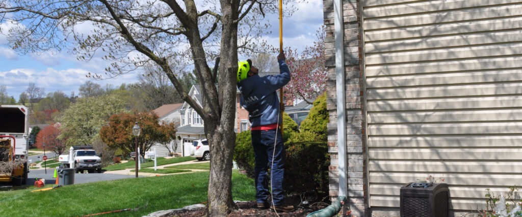 A member of the A-AAA Tree Service crew trimming some branches of a tree using a pole saw from the ground.