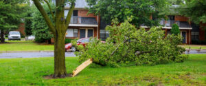 A large tree branch torn from the trunk lies on a green lawn in front of a brick apartment building after a storm.