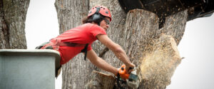 An A-AAA Tree Service arborist wearing a safety helmet and protective gear performs professional tree removal with a chainsaw in Baltimore County.