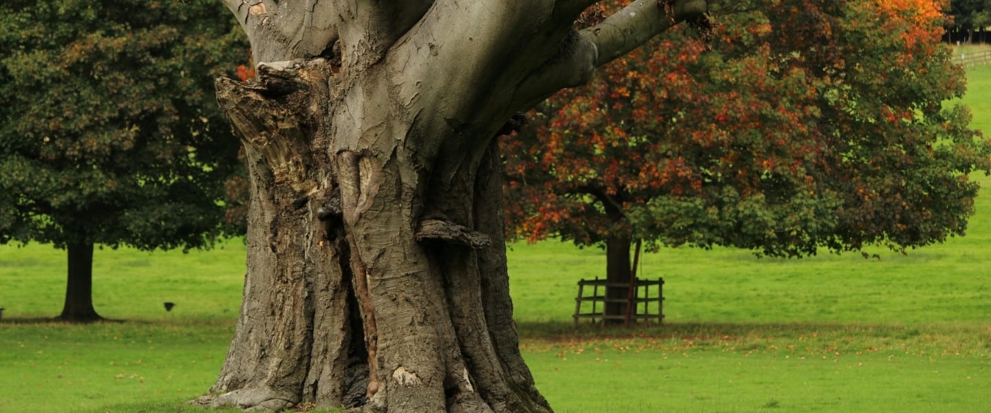 Mature beech tree with a heavily scarred, hollowed trunk and visible structural decay standing in an open lawn