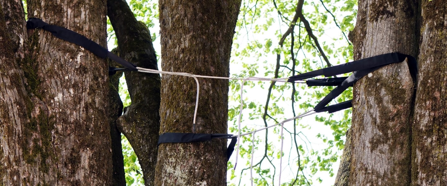 Black support straps installed high between the trunks of a mature multi-stem tree to reduce canopy movement.