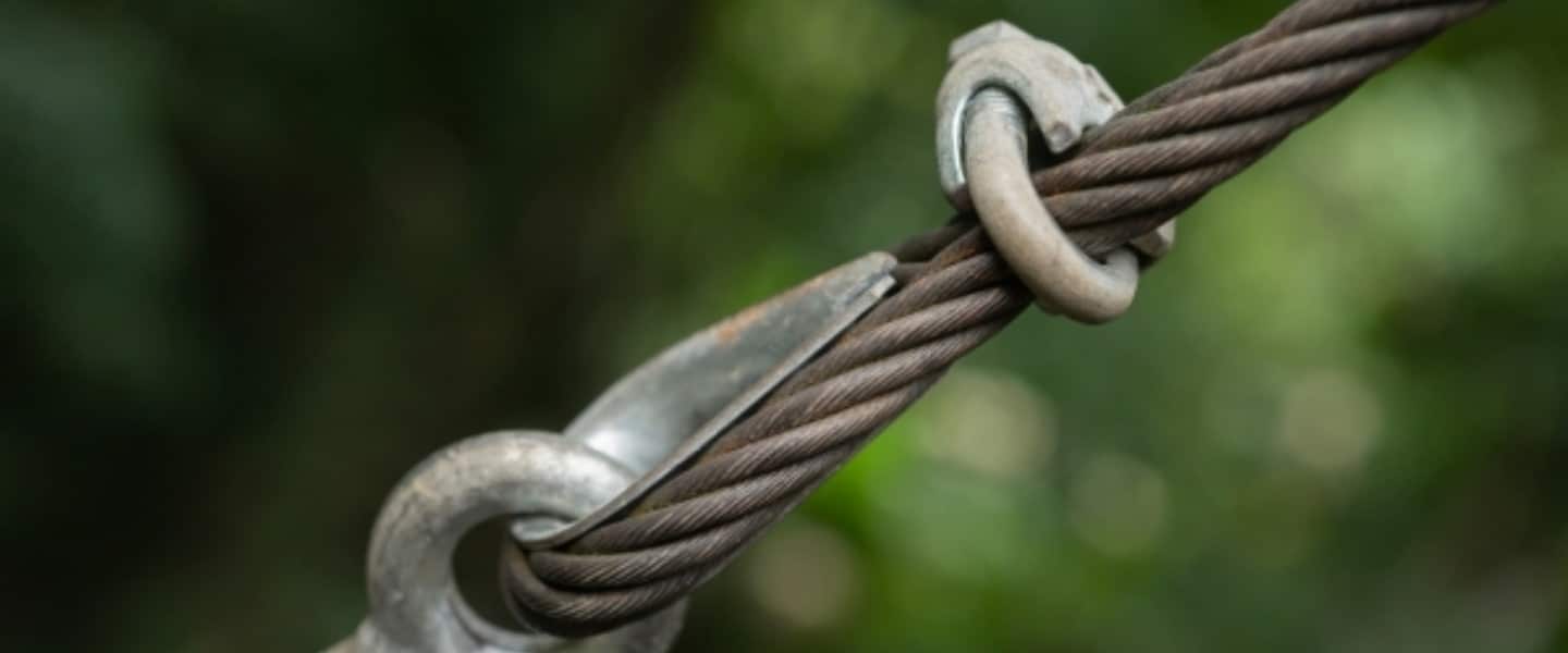 Close-up of a cabling junction from one tree branch to another.
