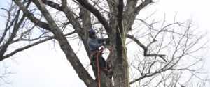 An A-AAA Tree Service arborist wearing safety gear uses a pole saw to prune branches high in a bare tree during early spring.