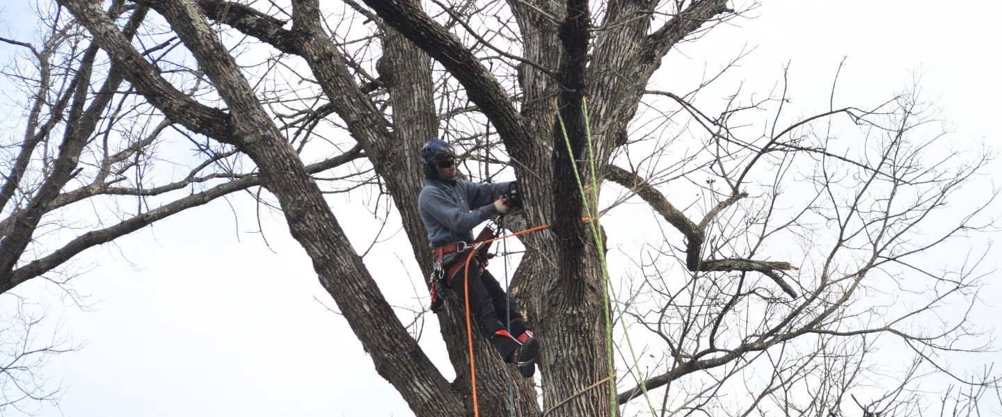 An A-AAA Tree Service arborist wearing safety gear uses a pole saw to prune branches high in a bare tree during early spring.