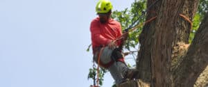 An A-AAA Tree Service climber in a yellow safety helmet and harness ascending a large tree trunk with rigging ropes during a residential tree removal in the Greater Baltimore area.