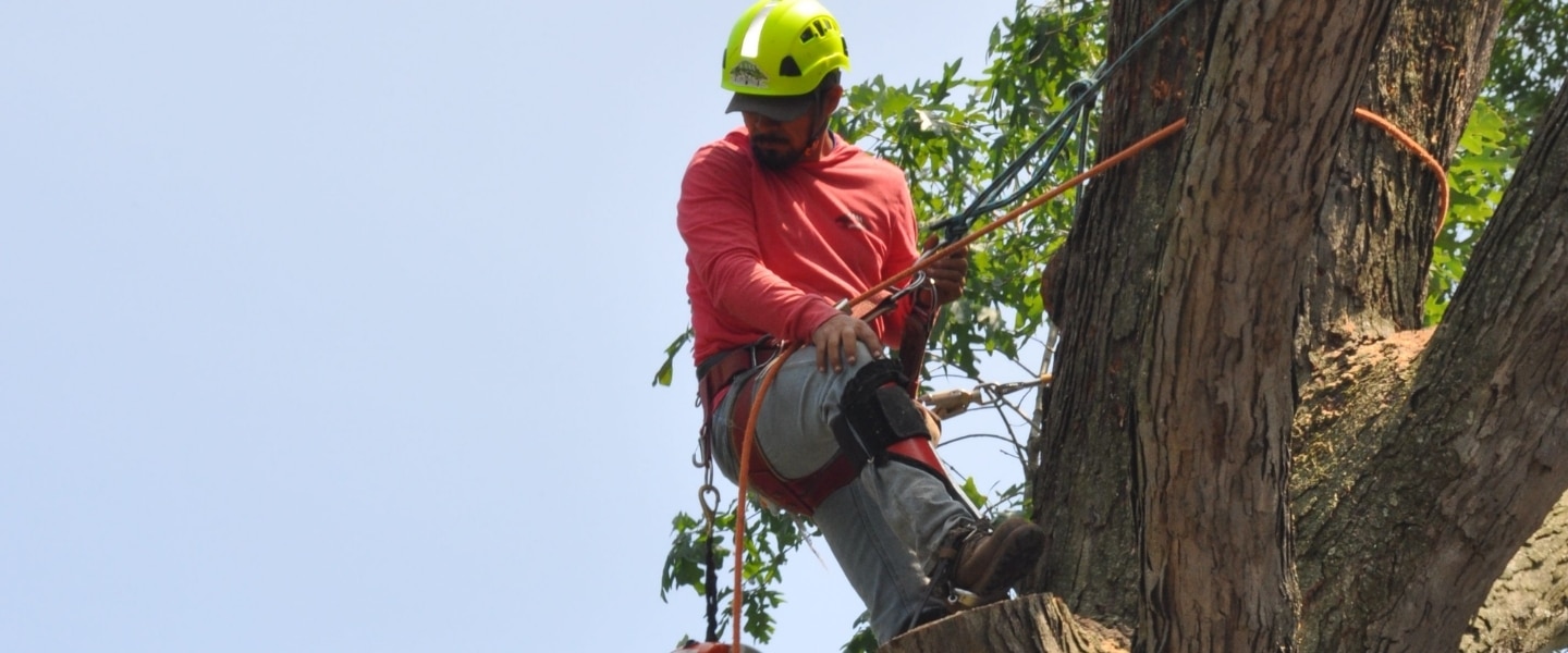 An A-AAA Tree Service climber in a yellow safety helmet and harness ascending a large tree trunk with rigging ropes during a residential tree removal in the Greater Baltimore area.
