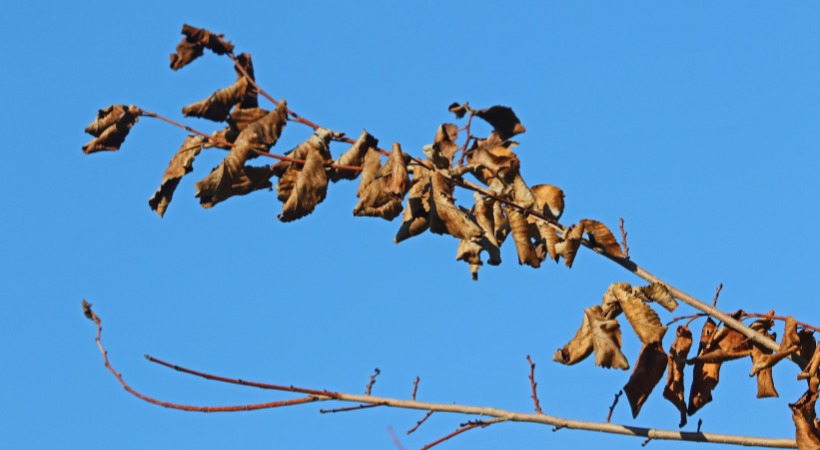 A dead elm branch in a tree in Kingsville, MD.