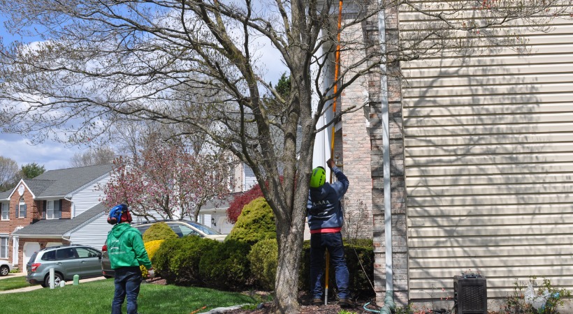 Two A-AAA Tree Service professionals trimming overgrown tree branches near a Baltimore County home to prevent structural damage.