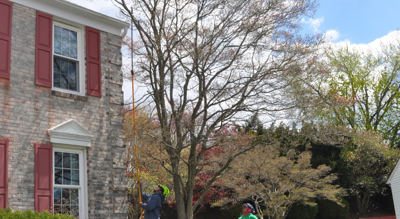 A-AAA Tree Service crew member using pole saw to trim branches growing too close to a residential home in Perry Hall, MD.