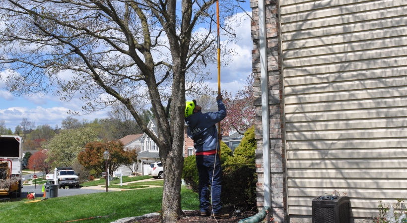 A Licensed Tree Expert from A-AAA Tree Service using a pole saw to trim a dormant tree during winter in a Baltimore residential neighborhood.