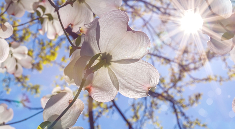 White dogwood flowers blooming in spring sunlight in a Baltimore County neighborhood tree.