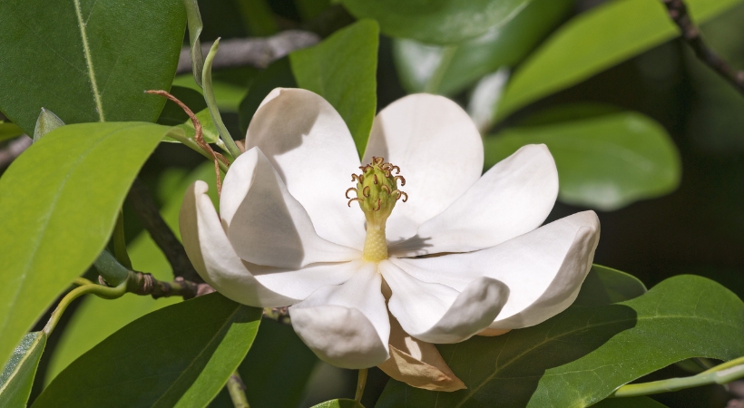 A close-up view of a white magnolia flower in bloom showing the detailed petals and center stamens in Baltimore.