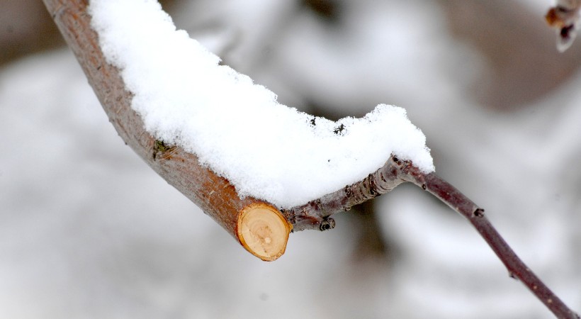 Snow resting on a recently trimmed apple tree branch in Perry Hall, MD.