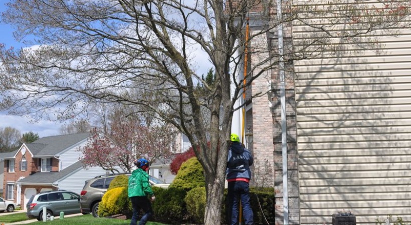 A-AAA Tree Service crew members trimming a large tree in a Baltimore suburban neighborhood with proper safety equipment and professional techniques