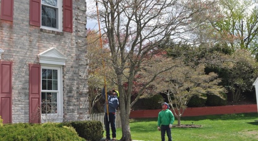 A-AAA Tree Service professionals working on tree trimming at an upscale Baltimore home with stone exterior and mature landscaping.