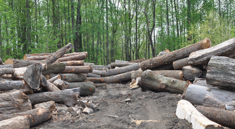 Raw logs from Baltimore County tree removals ready to be processed into sustainable firewood.