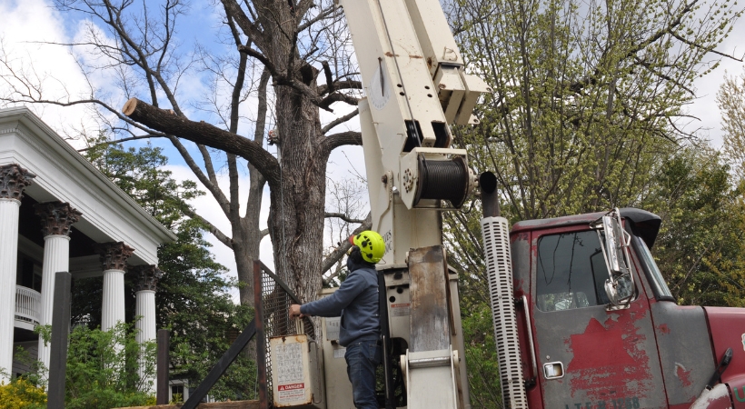 An A-AAA Tree Service crane operator demonstrating precise control during tree removal near a historic Baltimore home with white columns.