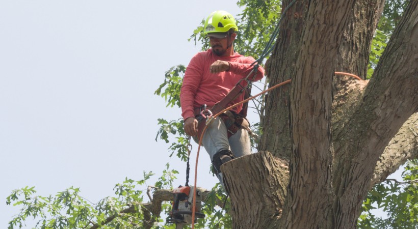 An arborist of A-AAA harnessed on a tree for a removal