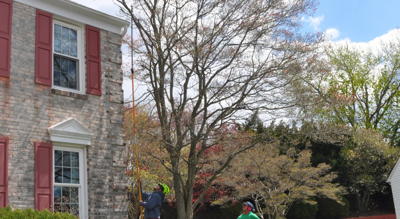 A Licensed Tree Expert from A-AAA Tree Service trimming a tree from the ground in Baltimore, MD.