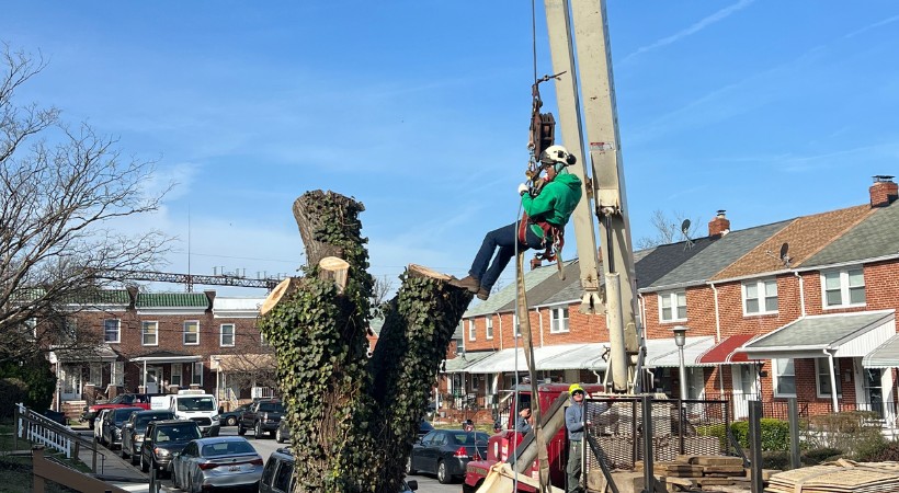 The A-AAA team using a crane to remove a dead tree in Harford County, MD.