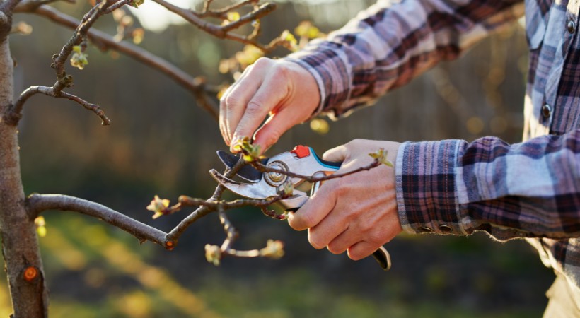 A homeowner trimming a small tree to help with development in Roland Park, MD.