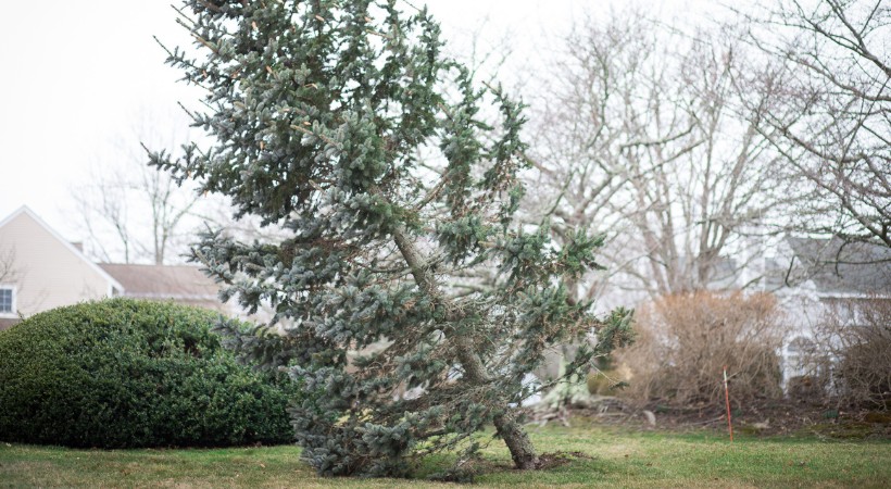 An evergreen tree leaning in Cecil County, MD.