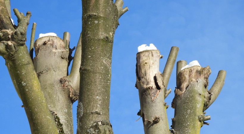The upper portion of a topped tree in Perry Hall, MD.
