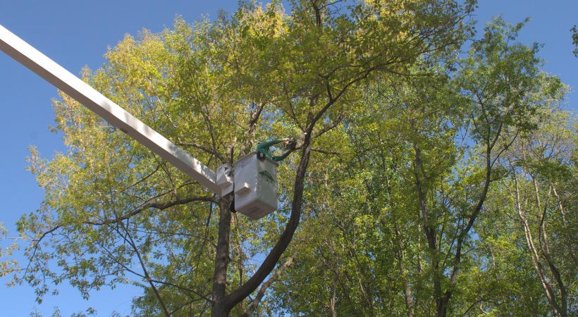 A tree care professional operates a chainsaw from a bucket truck raised into the canopy of several large deciduous trees on a sunny day.