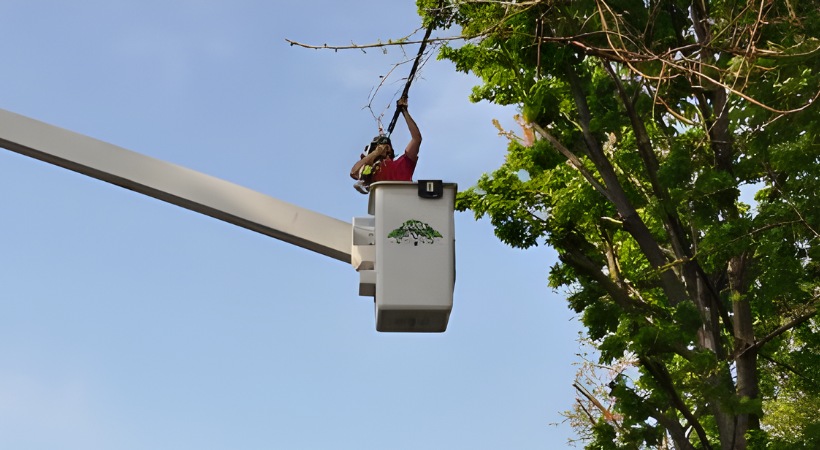 A tree care worker in a bucket truck uses a pole saw to trim branches from a tall tree against a clear blue sky.