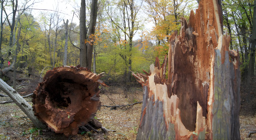 A dead fallen tree early spring.