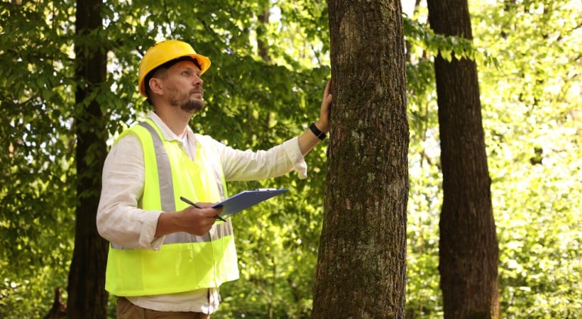 Arborist in a hard hat holding a clipboard while inspecting a tree during a storm damage assessment.