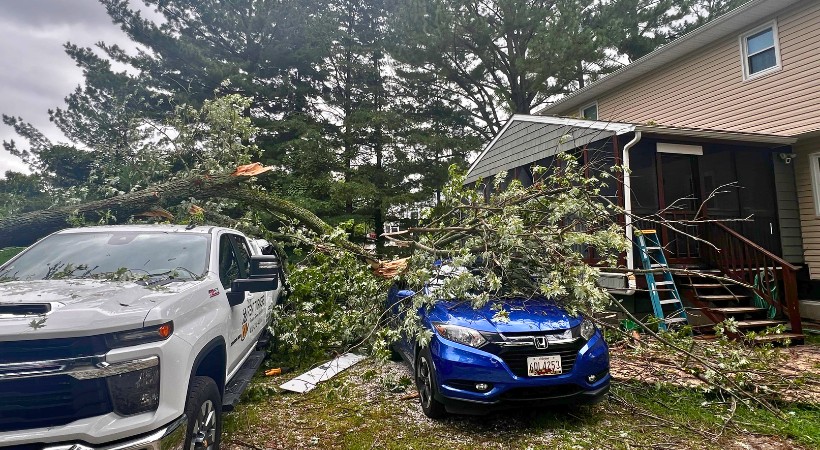 A storm-felled tree collapsed onto parked cars, broken branches covering the vehicles.