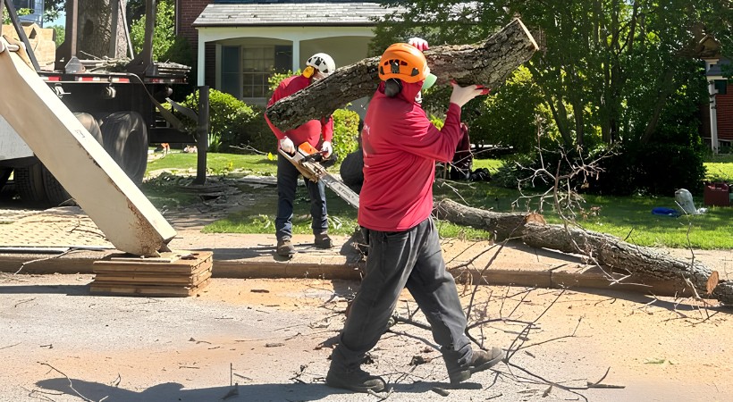 Fallen tree branches and storm debris gathered on a residential property for cleanup and haul-away.