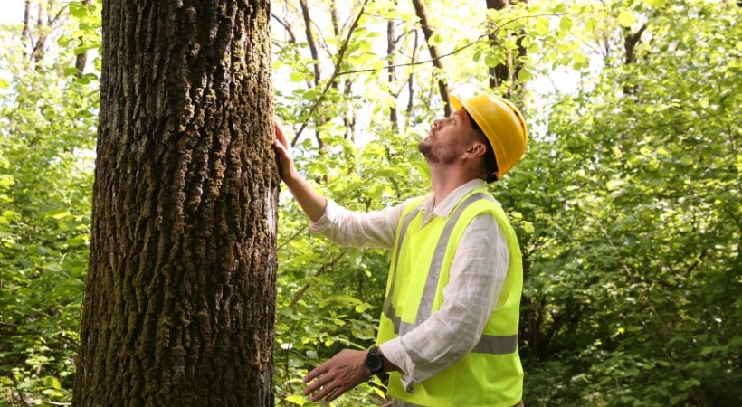 A tree care professional in a hard hat and high-visibility vest inspects the trunk of a mature tree.